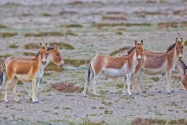 Điểm danh những gương mặt đình đám còn sót lại của họ nhà ngựa 