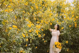 12 sự thật cực bất ngờ về loài hoa đang nở vàng rực khắp VN