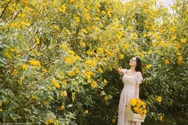 12 sự thật cực bất ngờ về loài hoa đang nở vàng rực khắp VN