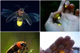 Sự thật thú vị về loài côn trùng kỳ diệu nhất quả đất