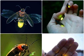 Sự thật thú vị về loài côn trùng kỳ diệu nhất quả đất