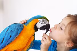 Sửng sốt 15 bằng chứng về sự thông minh của loài vẹt