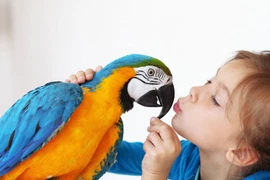 Sửng sốt 15 bằng chứng về sự thông minh của loài vẹt