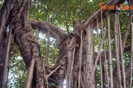 Xem cây đa cổ thụhiếm có giữa phố phường Hà Nội