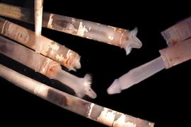 Cực lạ: Con chân xẻng ngà voi ít người biết 