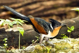 Loài chim kỳ lạ ở Việt Nam, nghe tên là thấy "khát nước"
