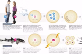 Vén màn bí ẩn về khả năng sinh sản vô tính ở con người