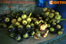 Điều kỳ thú ít người biết về cây thốt nốt miền Tây Nam Bộ