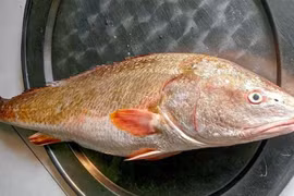 Loại cá quý hàng trăm triệu, mỗi lần xuất hiện gây xôn xao