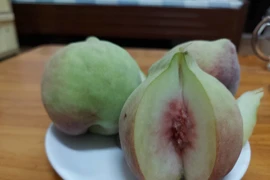 Loại quả đang vào vụ, tốt cho tim mạch, chống ung thư