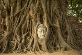 Bí ẩn tượng Phật ẩn mình trong gốc cây 700 năm tuổi 