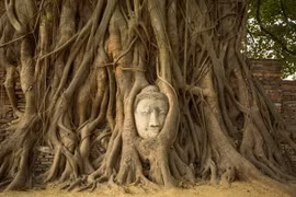 Bí ẩn tượng Phật ẩn mình trong gốc cây 700 năm tuổi 