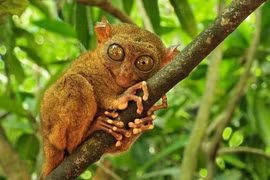 10 loài động vật quý hiếm nhất hành tinh, Việt Nam cũng có