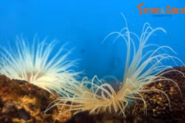 Xem “cây dừa biển” có 200 xúc tu quằn quại ở Nha Trang