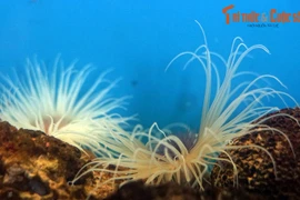 Xem “cây dừa biển” có 200 xúc tu quằn quại ở Nha Trang