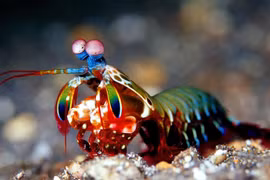 Thế giới muôn màu của loài tôm gây kinh ngạc
