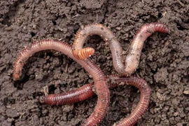 Sự thật gây sốc về 'siêu năng lực' của loài giun đất