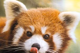 Giật mình sự thật ít người biết về loài gấu trúc đỏ