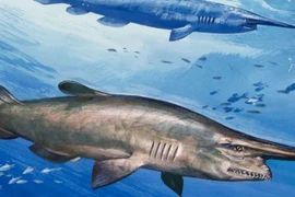 Điểm tên 10 sinh vật kinh dị nhất dưới đáy đại dương