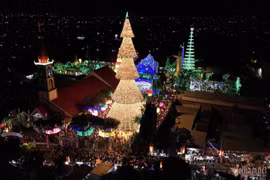 Cây thông khổng lồ hút nghìn khách tham quan ở Đồng Nai