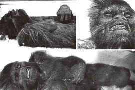 Bất ngờ kết quả kiểm tra mẫu tóc nghi của người tuyết Himalaya 