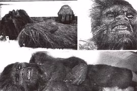 Bất ngờ kết quả kiểm tra mẫu tóc nghi của người tuyết Himalaya 