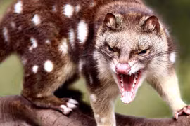 15 điều thú vị ít người biết về các loài mèo túi châu Úc