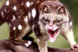 15 điều thú vị ít người biết về các loài mèo túi châu Úc