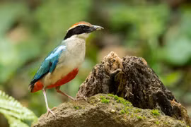 Những loài chim đuôi cụt thú vị ở Việt Nam