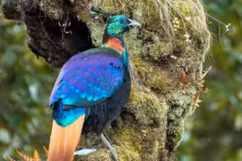 Ngẩn người ngắm loài chim đẹp nhất dãy Himalaya 