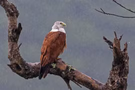 Cận cảnh loài chim săn mồi đẹp nhất của Việt Nam