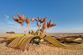 Khám phá loài cây chỉ có 2 chiếc lá, sống lâu nhất thế giới