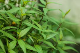 Loại rau thơm quen mặt ở Việt Nam hóa ra lại là vị thuốc quý 