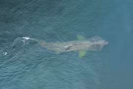 Phát hiện cá mập có thân hình quái dị ở bờ biển Burghead