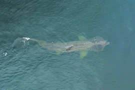 Phát hiện cá mập có thân hình quái dị ở bờ biển Burghead