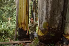 Loài chuối to không tin nổi, chỉ có ở nước láng giềng Việt Nam