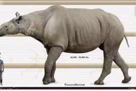 Soi loài tê giác lớn nhất từng tồn tại, to bằng bốn con voi 