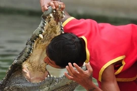 Cá sấu cắn huấn luyện viên trước sự chứng kiến của khán giả