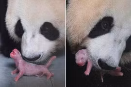 Những điều cực khó tin về loài gấu trúc không phải ai cũng biết