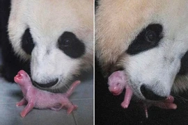 Những điều cực khó tin về loài gấu trúc không phải ai cũng biết