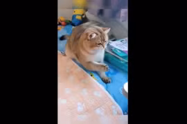 Video: Không thể nhịn cười trước cảnh chú mèo "ăn quả đắng" vì nghịch dại