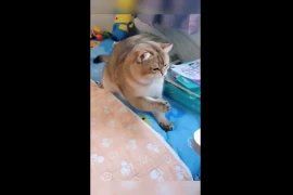 Video: Không thể nhịn cười trước cảnh chú mèo "ăn quả đắng" vì nghịch dại