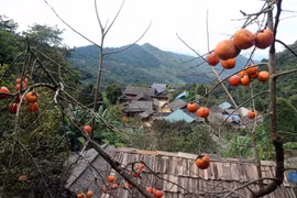 Cận cảnh loại quả ngon, mềm, chín mọng đỏ treo la liệt trên cây