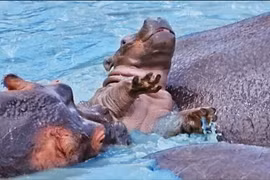 CLIP: Hà mã con bị đồng loại trưởng thành hành hạ tới mức thiệt mạng