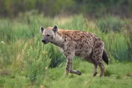 Điều cực bất ngờ về 4 loài linh cẩu còn tồn tại trên thế giới