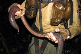 Tận mục loài giun đất dài 3 mét, phát ra tiếng kêu kỳ lạ