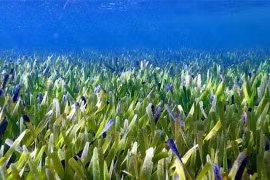 Nơi có loài thực vật bất tử lớn nhất thế giới, tuổi đời 4.500 năm