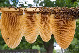 15 sự thât về ong mật, không phải ai cũng biết