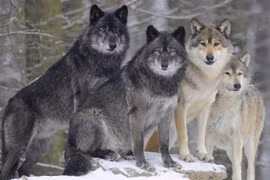 Top sự thật đáng sợ, cực khó tin về loài chó sói