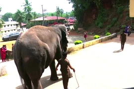 Video: Bật cười với tài đá bóng quá siêu của chú voi 33 tuổi